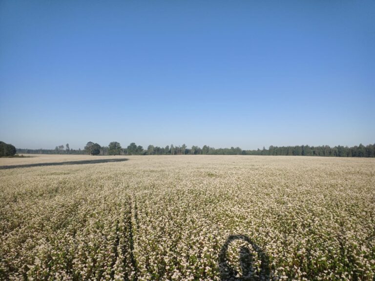 Griķu sēkla B kategorija