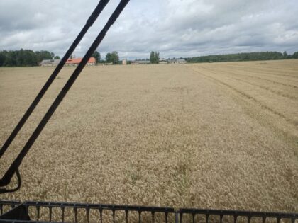 Ziemas kvieši Edvīns C2 kategorija